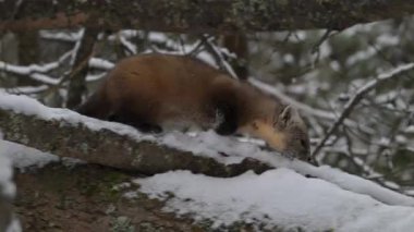 Kanada 'nın vahşi doğasında mermer