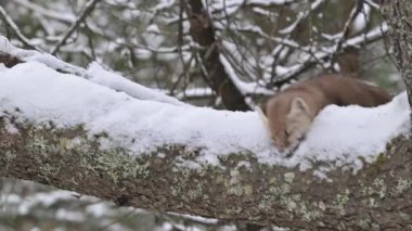 Kanada 'nın vahşi doğasında mermer