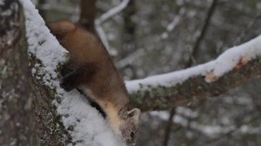 Kanada 'nın vahşi doğasında mermer