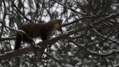 Kanada 'nın vahşi doğasında mermer