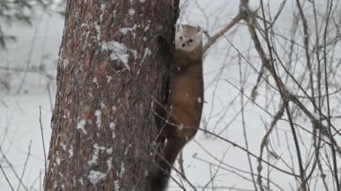 Kanada 'nın vahşi doğasında mermer