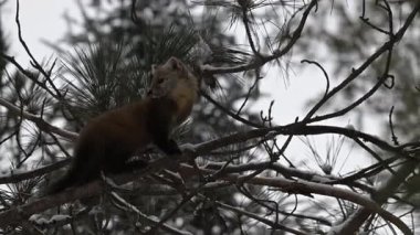 Kanada 'nın vahşi doğasında mermer