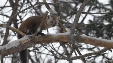 Kanada 'nın vahşi doğasında mermer