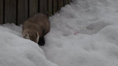 Kanada 'nın vahşi doğasında mermer