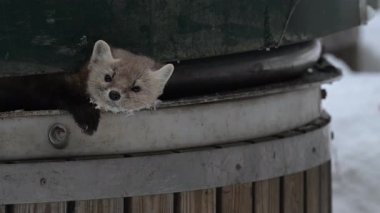 Kanada 'nın vahşi doğasında mermer