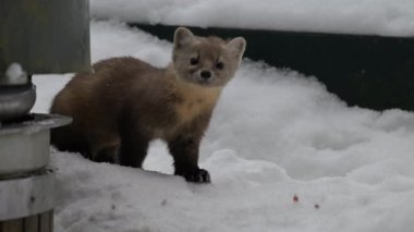 Kanada 'nın vahşi doğasında mermer