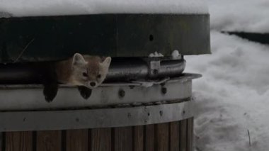 Kanada 'nın vahşi doğasında mermer