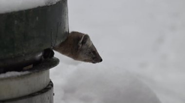 Kanada 'nın vahşi doğasında mermer