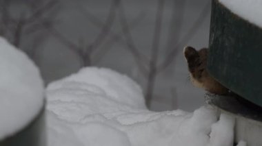 Kanada 'nın vahşi doğasında mermer