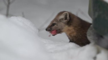 Kanada 'nın vahşi doğasında mermer