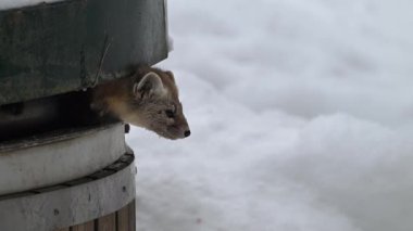 Kanada 'nın vahşi doğasında mermer