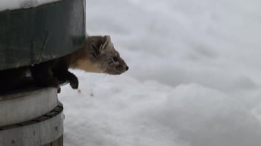 Kanada 'nın vahşi doğasında mermer