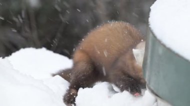 Kanada 'nın vahşi doğasında mermer