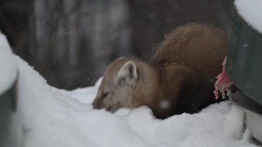 Kanada 'nın vahşi doğasında mermer