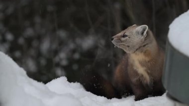 Kanada 'nın vahşi doğasında mermer