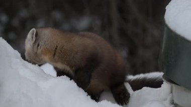 Kanada 'nın vahşi doğasında mermer