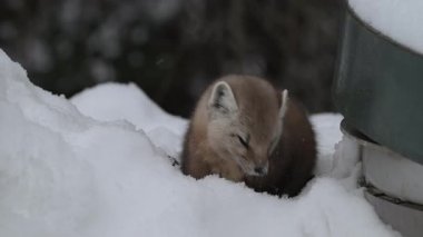 Kanada 'nın vahşi doğasında mermer