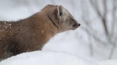 Kanada 'nın vahşi doğasında mermer