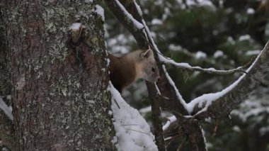 Kanada 'nın vahşi doğasında mermer