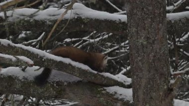Ontario çölündeki Amerikan mermerleri.