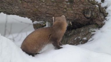 Ontario çölündeki Amerikan mermerleri.