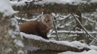 Ontario çölündeki Amerikan mermerleri.