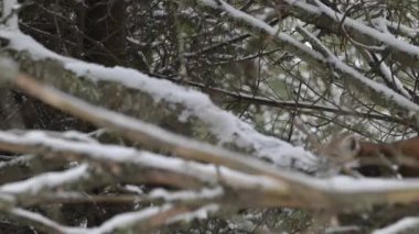 Ontario çölündeki Amerikan mermerleri.