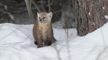 Kışın çam sansarı