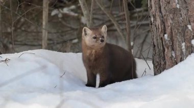 Kışın çam sansarı