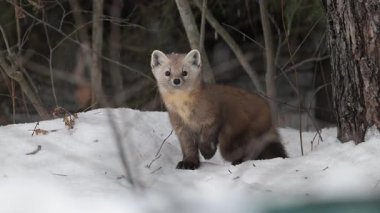 Kışın çam sansarı