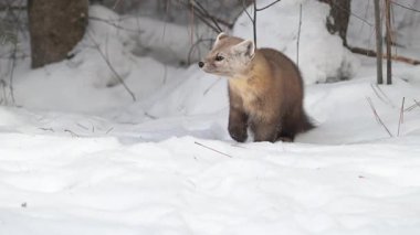 Kışın çam sansarı