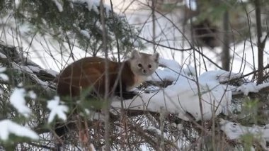 Kışın çam sansarı