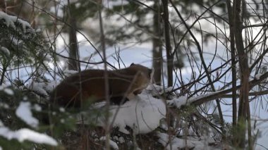 Kışın çam sansarı