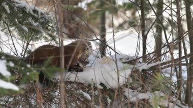 Kışın çam sansarı
