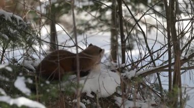 Kışın çam sansarı