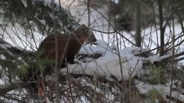 Kışın çam sansarı