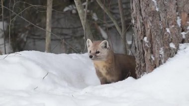 Kışın Ontario Kanada 'da Marten