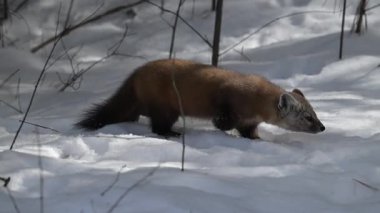 Kışın Ontario Kanada 'da Marten