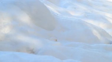 Kışın Ontario Kanada 'da Marten