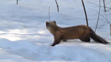 Kışın Ontario Kanada 'da Marten