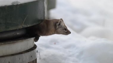 Kışın Ontario Kanada 'da Marten