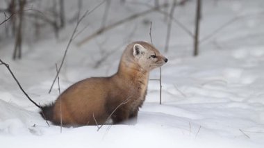 Kanada Boreal Ormanında Marten