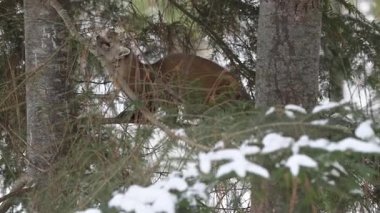 Kanada Boreal Ormanında Marten