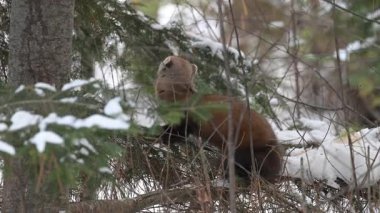Kanada Boreal Ormanında Marten