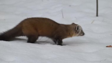 Kanada Boreal Ormanında Marten