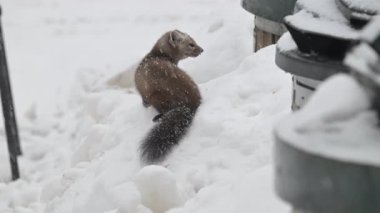Kanada Boreal Ormanında Marten