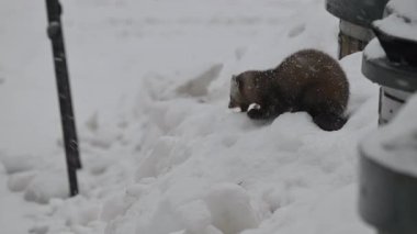 Kanada Boreal Ormanında Marten