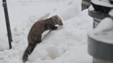 Kanada Boreal Ormanında Marten
