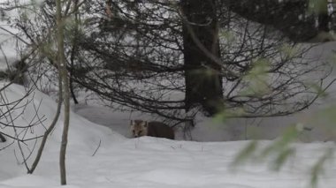 Kanada Boreal Ormanında Marten