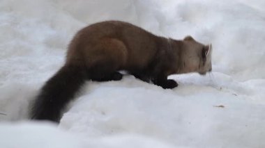 Kanada Boreal Ormanında Marten